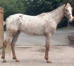 15.3hh Gelding 