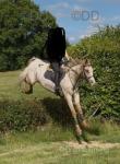 15.3hh Gelding 