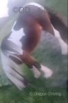 John, Ride and Drive Gelding 