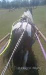 John, Ride and Drive Gelding 