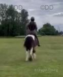 John, Ride and Drive Gelding 