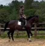 16hh Riding Gelding 