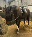 16hh Riding Gelding 