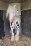 11.1hh Stallion 