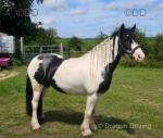 13.2hh Riding Mare