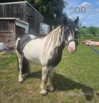 13.2hh Riding Mare