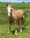 16hh Broodmare