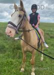 16hh Broodmare