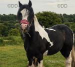 Tinkerbell, 13.1hh Ride and Drive Mare