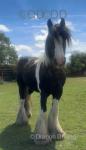 Tinkerbell, 13.1hh Ride and Drive Mare