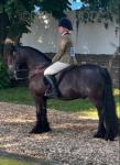 Dave, 13.2hh Riding Fell Gelding 