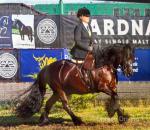 Dave, 13.2hh Riding Fell Gelding 