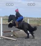 Dave, 13.2hh Riding Fell Gelding 