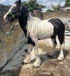 Here with have a very sad sale, unfortunately due to a recent health issue with my mobility I am having to come to the sad realisation that I need to re Home my boy. Please meet my JB, he is 5 years old and is ride and drive. He is roughly 12.1-2hh (I've not measured). Here with have a very sad sale, unfortunately due to a recent health issue with my mobility I am having to come to the sad realisation that I need to re Home my boy. Please meet my JB, he is 5 years old and is ride and drive. He is roughly 12.1-2hh (I've not measured).