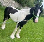 JB, 12.1hh Ride and Drive Stallion