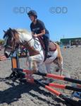 15.1/15.2hh 4 year old mare. Broke to ride and drive, hacks alone or in company, will pop a jump but it's not something we've done a lot of. 15.1/15.2hh 4 year old mare. Broke to ride and drive, hacks alone or in company, will pop a jump but it's not something we've done a lot of.