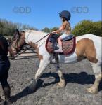 15.1hh Ride and Drive Mare