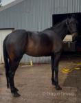 Laneside Lucy, 16.2hh Standardbred Ride and Drive Mare