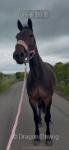 Laneside Lucy, 16.2hh Standardbred Ride and Drive Mare