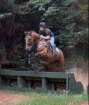 16.2hh Mare