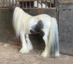 10.3hh Stallion