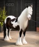 13hh Gelding 