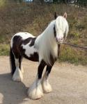 13hh Gelding 