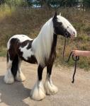 13hh Gelding 
