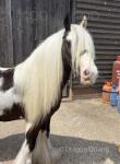 13hh Gelding 