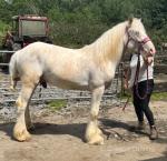 Buddy, Gelding 