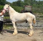 Buddy, Gelding 