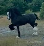 Masterpiece, Driving Colt