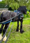 Masterpiece, Driving Colt