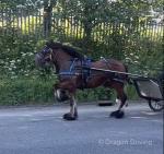Baby Boss, Driving Colt