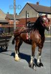 Baby Boss, Driving Colt