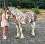 Painted Lady, Filly
