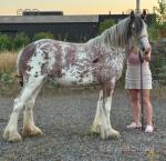 Painted Lady, Filly