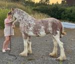 Painted Lady, Filly