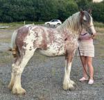 Painted Lady, Filly