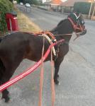 Dolly, Driving Filly 