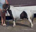 Ride and Drive Gelding 