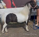 Ride and Drive Gelding 
