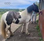13hh Mare in Foal
