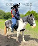 13hh Mare in Foal