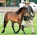 Dartmoor Yearling Gelding