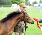 Dartmoor Yearling Gelding