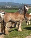 Filly