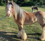 Filly