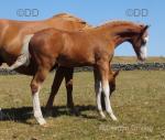 Welsh Section B Colt Foal