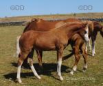 Welsh Section B Colt Foal